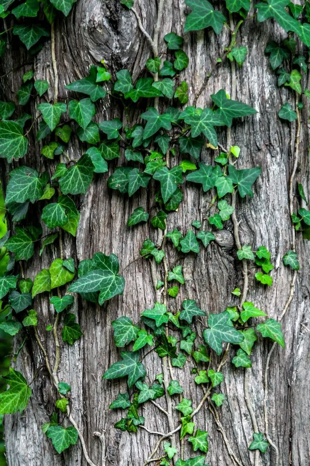 Common ivy growing on a tree.