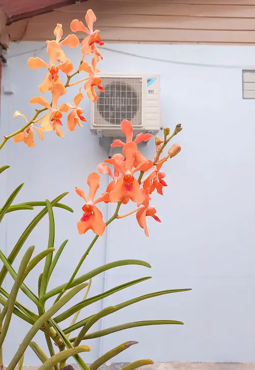 Flowers and a heat pump outdoor unit